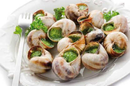 48 PETITS ESCARGOTS LUCORUM