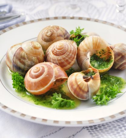 48 ESCARGOTS DE BOURGOGNES GROS helix pomatia